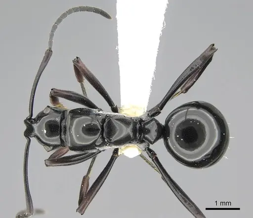 Polyrhachis boltoni specimen CASENT0919848 image casent0919848_1