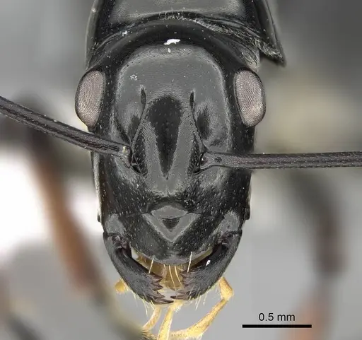 Polyrhachis boltoni specimen CASENT0919848 image casent0919848_2