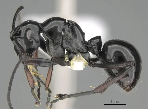 Polyrhachis boltoni specimen CASENT0919848 image casent0919848_3