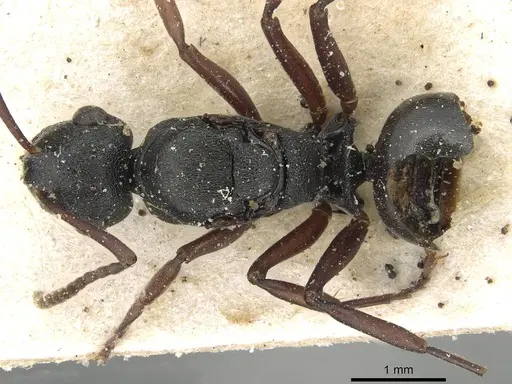Polyrhachis bouvieri specimen CASENT0915504 image casent0915504_1