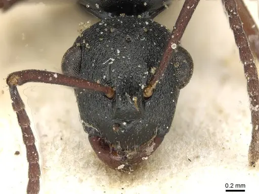Polyrhachis bouvieri specimen CASENT0915504 image casent0915504_2