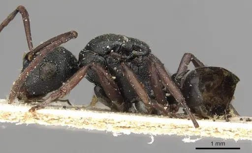 Polyrhachis bouvieri specimen CASENT0915504 image casent0915504_3