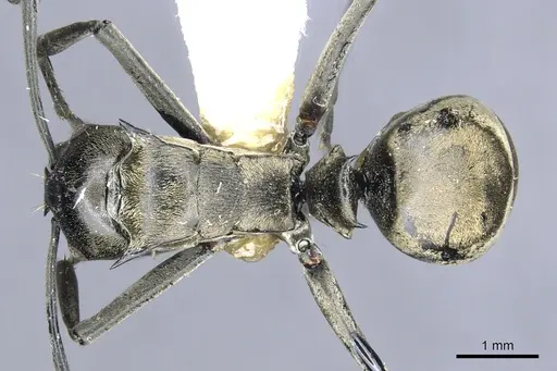 Polyrhachis brachyspina specimen CASENT0903441 image casent0903441_1