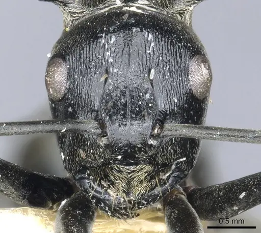 Polyrhachis brachyspina specimen CASENT0903441 image casent0903441_2