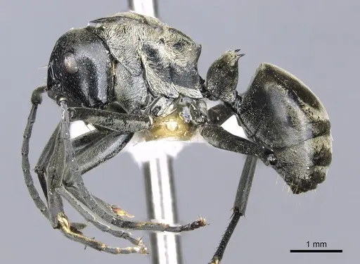 Polyrhachis brachyspina specimen CASENT0903441 image casent0903441_3