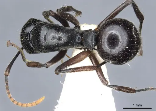Polyrhachis braxa specimen CASENT0903465 image casent0903465_1