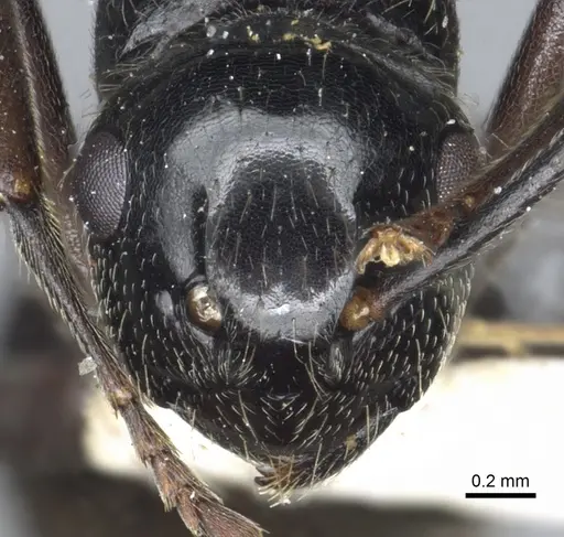Polyrhachis braxa specimen CASENT0903465 image casent0903465_2