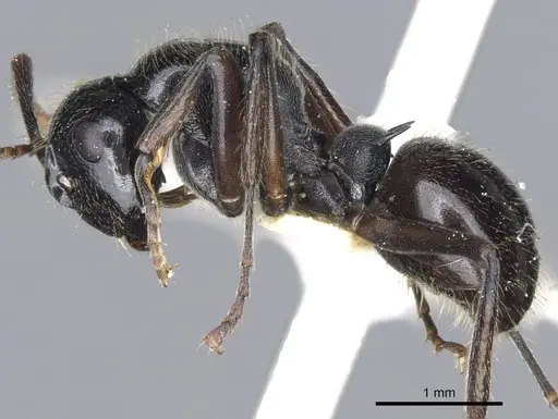 Polyrhachis braxa specimen CASENT0903465 image casent0903465_3