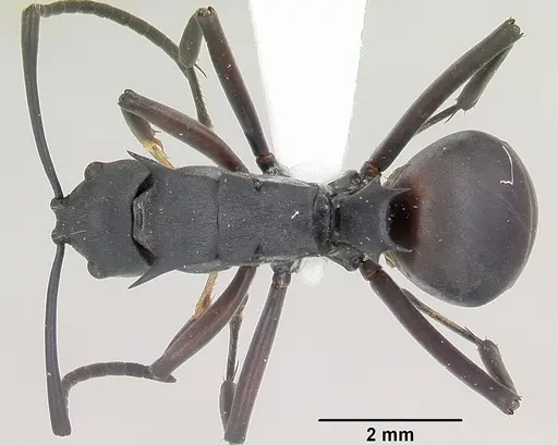 Polyrhachis brendelli specimen CASENT0103173 image casent0103173_1