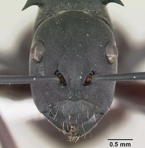Polyrhachis brendelli specimen CASENT0103173 image casent0103173_2