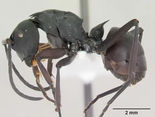 Polyrhachis brendelli specimen CASENT0103173 image casent0103173_3