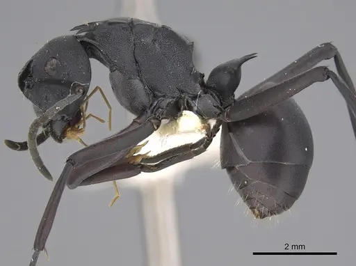 Polyrhachis brendelli specimen CASENT0923483 image casent0923483_1