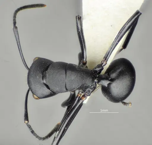 Polyrhachis brevicorpa specimen ANTWEB1060617 image antweb1060617_1