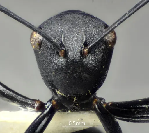 Polyrhachis brevicorpa specimen ANTWEB1060617 image antweb1060617_2