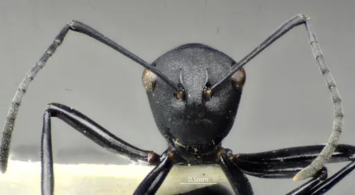Polyrhachis brevicorpa specimen ANTWEB1060617 image antweb1060617_3