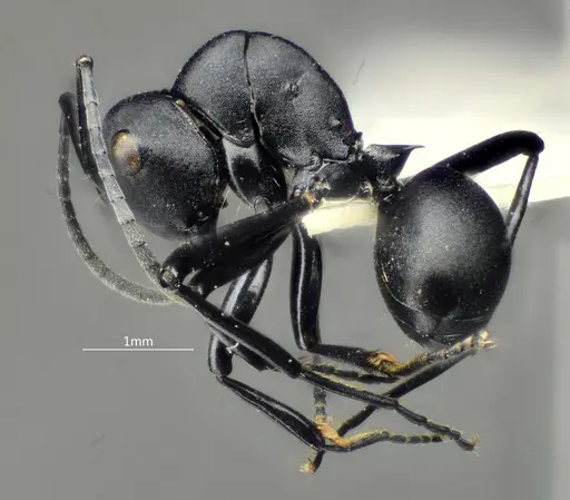 Polyrhachis brevicorpa specimen ANTWEB1060617 image antweb1060617_4