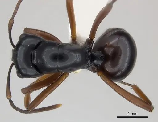 Polyrhachis brevinoda specimen CASENT0217422 image casent0217422_1