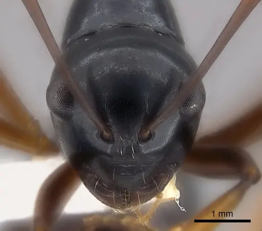 Polyrhachis brevinoda specimen CASENT0217422 image casent0217422_2