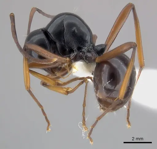 Polyrhachis brevinoda specimen CASENT0217422 image casent0217422_3