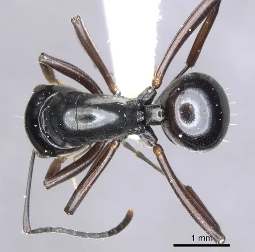 Polyrhachis brevinoda specimen CASENT0903419 image casent0903419_1