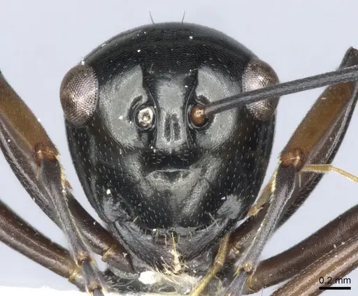 Polyrhachis brevinoda specimen CASENT0903419 image casent0903419_2