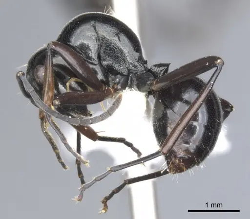 Polyrhachis brevinoda specimen CASENT0903419 image casent0903419_3