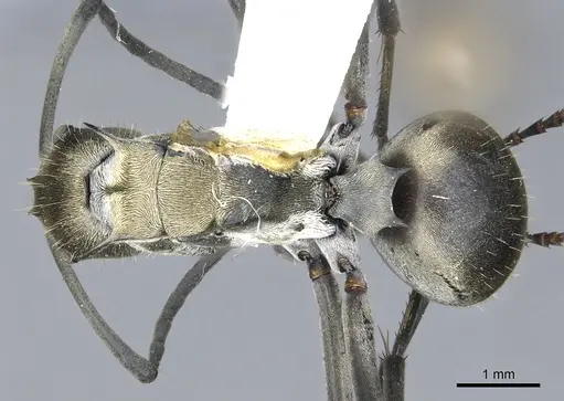 Polyrhachis breviorspinosa specimen CASENT0903438 image casent0903438_1
