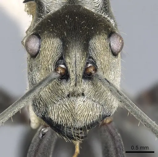 Polyrhachis breviorspinosa specimen CASENT0903438 image casent0903438_2