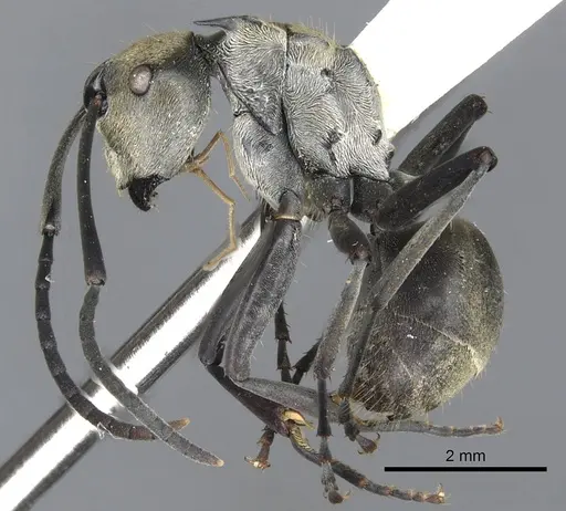 Polyrhachis breviorspinosa specimen CASENT0903438 image casent0903438_3
