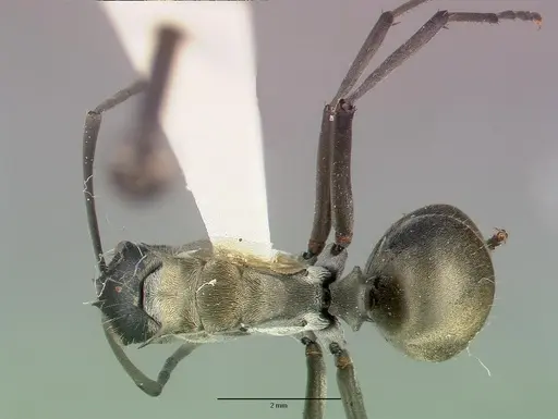 Polyrhachis breviorspinosa specimen CASTYPE06932 image castype06932_1