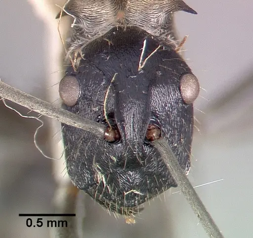 Polyrhachis breviorspinosa specimen CASTYPE06932 image castype06932_2
