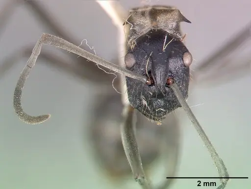 Polyrhachis breviorspinosa specimen CASTYPE06932 image castype06932_3