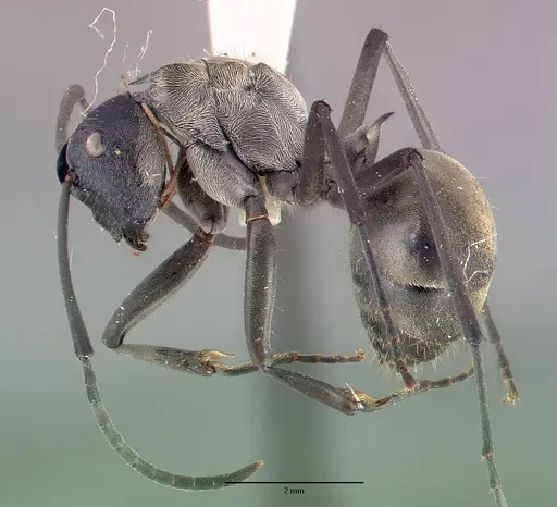 Polyrhachis breviorspinosa specimen CASTYPE06932 image castype06932_4