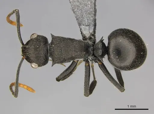 Polyrhachis brevipilosa specimen CASENT0250033 image casent0250033_1