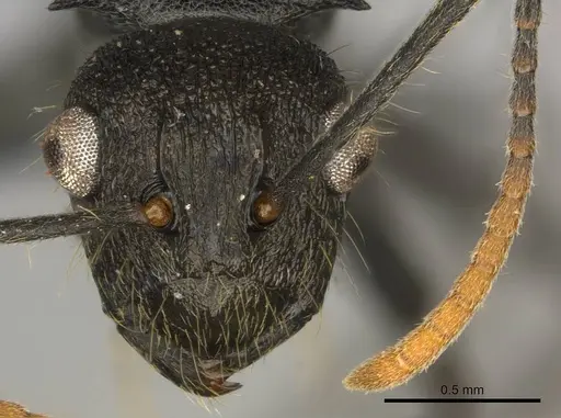 Polyrhachis brevipilosa specimen CASENT0250033 image casent0250033_2