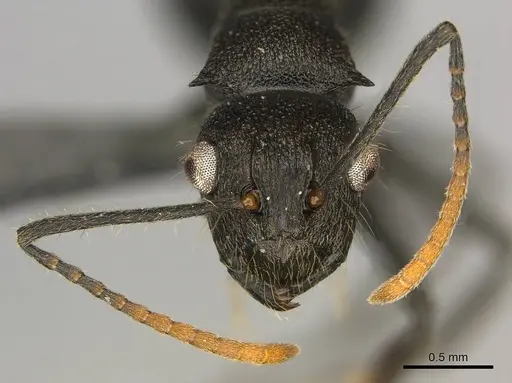 Polyrhachis brevipilosa specimen CASENT0250033 image casent0250033_3