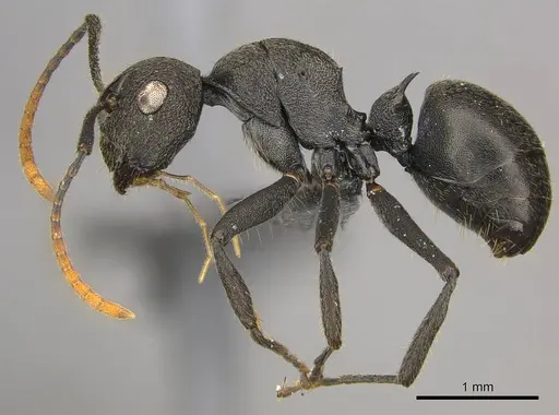 Polyrhachis brevipilosa specimen CASENT0250033 image casent0250033_4