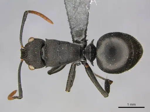Polyrhachis brevipilosa specimen CASENT0250041 image casent0250041_1