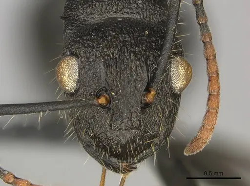 Polyrhachis brevipilosa specimen CASENT0250041 image casent0250041_2