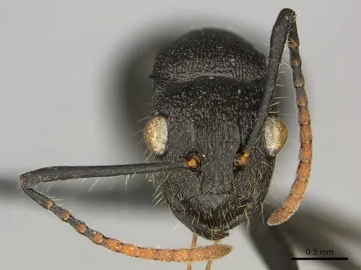 Polyrhachis brevipilosa specimen CASENT0250041 image casent0250041_3