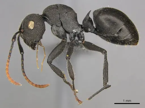 Polyrhachis brevipilosa specimen CASENT0250041 image casent0250041_4