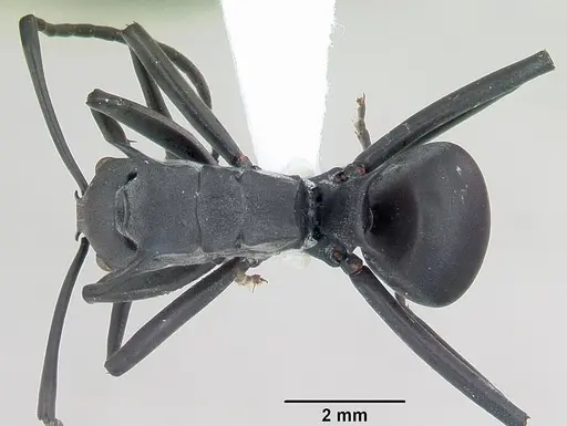Polyrhachis browni specimen CASENT0103174 image casent0103174_1