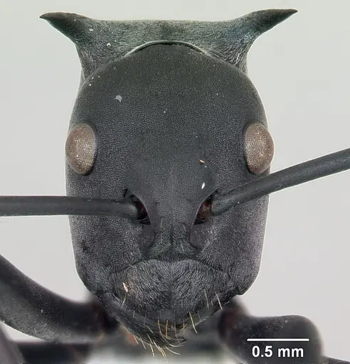 Polyrhachis browni specimen CASENT0103174 image casent0103174_2
