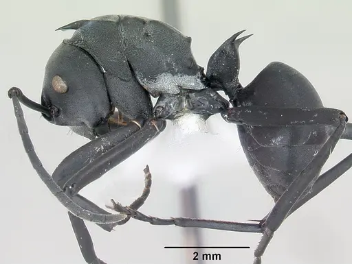 Polyrhachis browni specimen CASENT0103174 image casent0103174_3