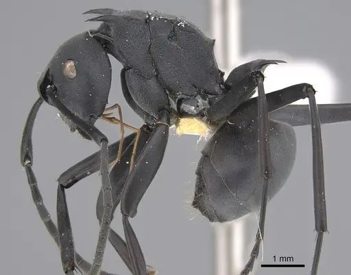 Polyrhachis browni specimen CASENT0923484 image casent0923484_1