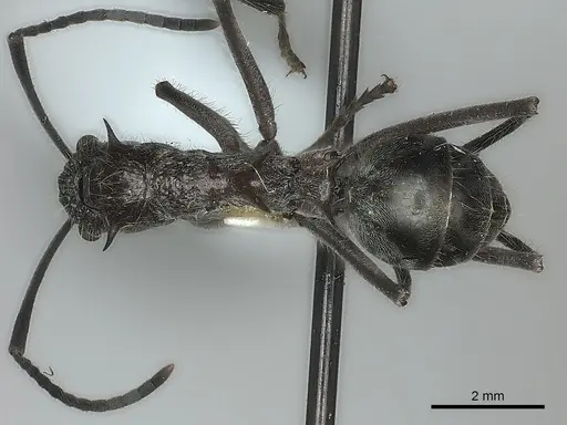 Polyrhachis bubastes specimen CASENT0217751 image casent0217751_1