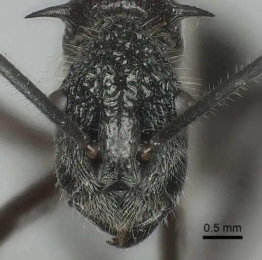 Polyrhachis bubastes specimen CASENT0217751 image casent0217751_2