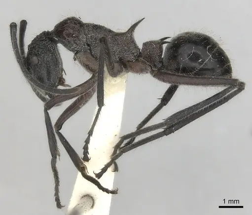 Polyrhachis bubastes specimen CASENT0217751 image casent0217751_3