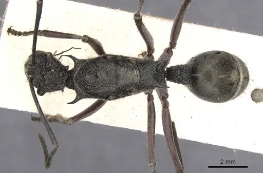 Polyrhachis bubastes specimen CASENT0901817 image casent0901817_1
