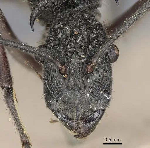 Polyrhachis bubastes specimen CASENT0901817 image casent0901817_2